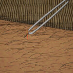 【毛】驚愕のゲーム登場！5000本の『すね毛』を抜く『おけけぬき』が衝撃の公開！